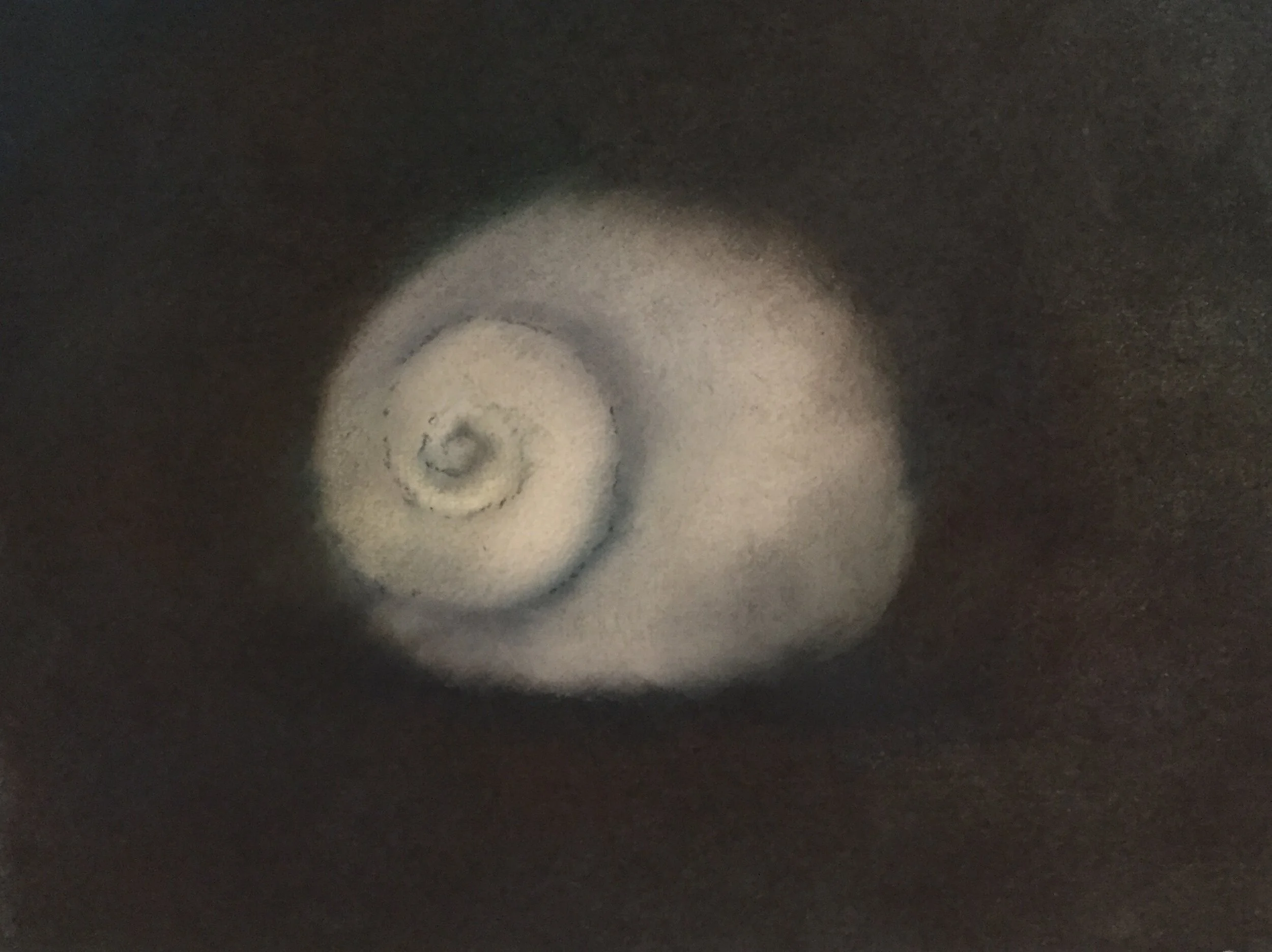 Shell VI, 2020, pastel on paper, 9” X 12” 