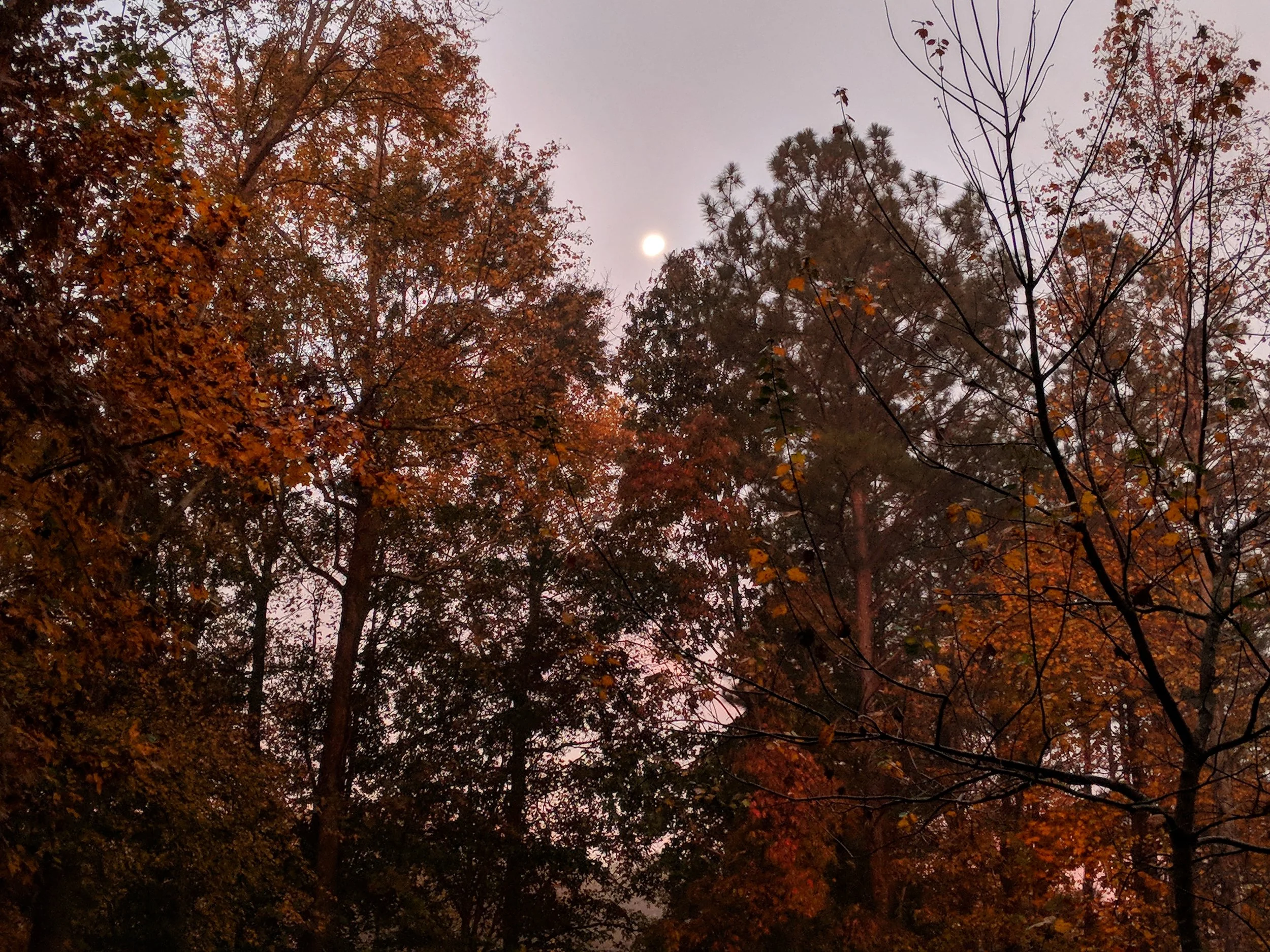 MVIMG_20171106_065404-01.jpeg