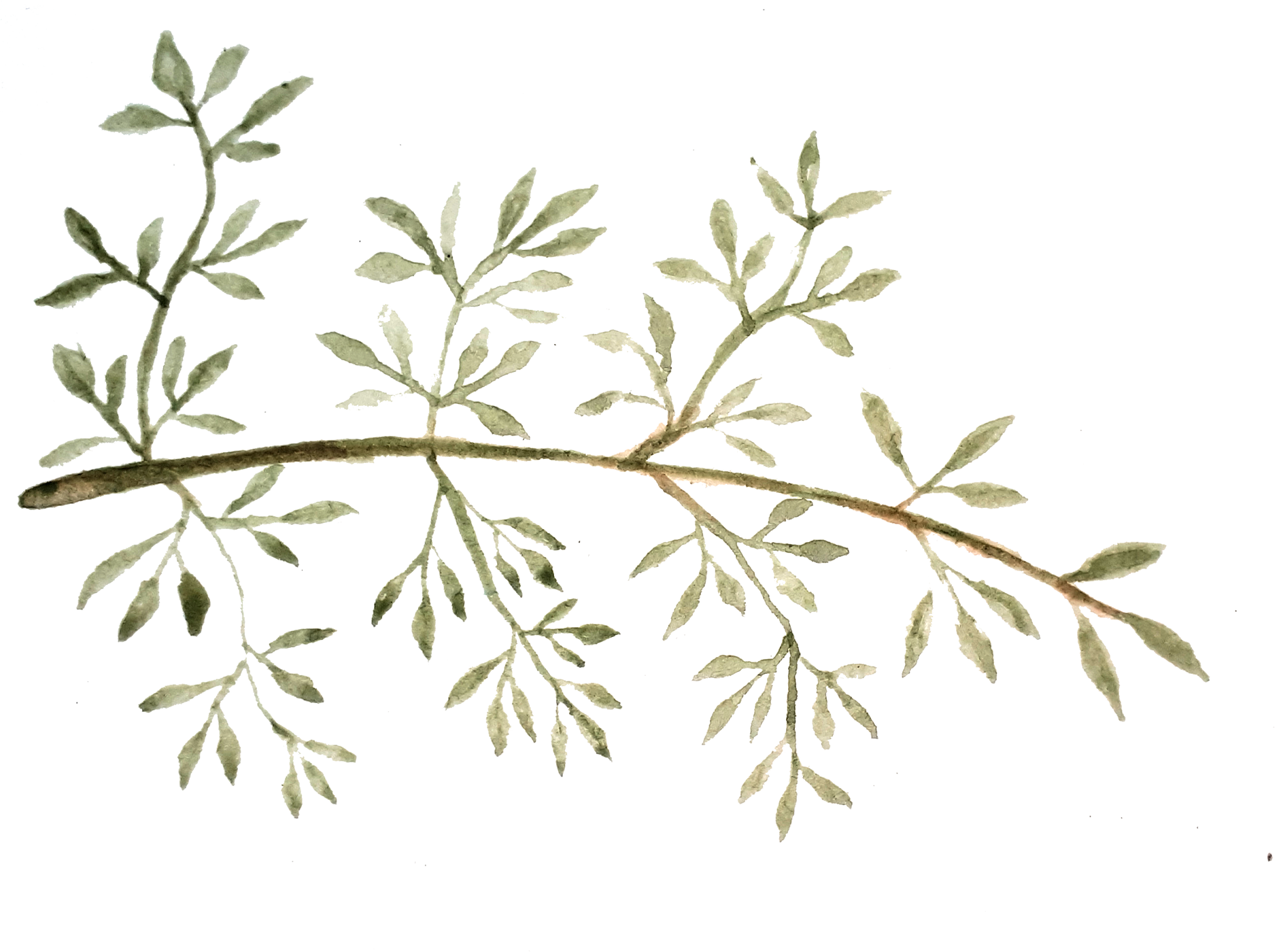 branch-drawing-water-colour-1.png