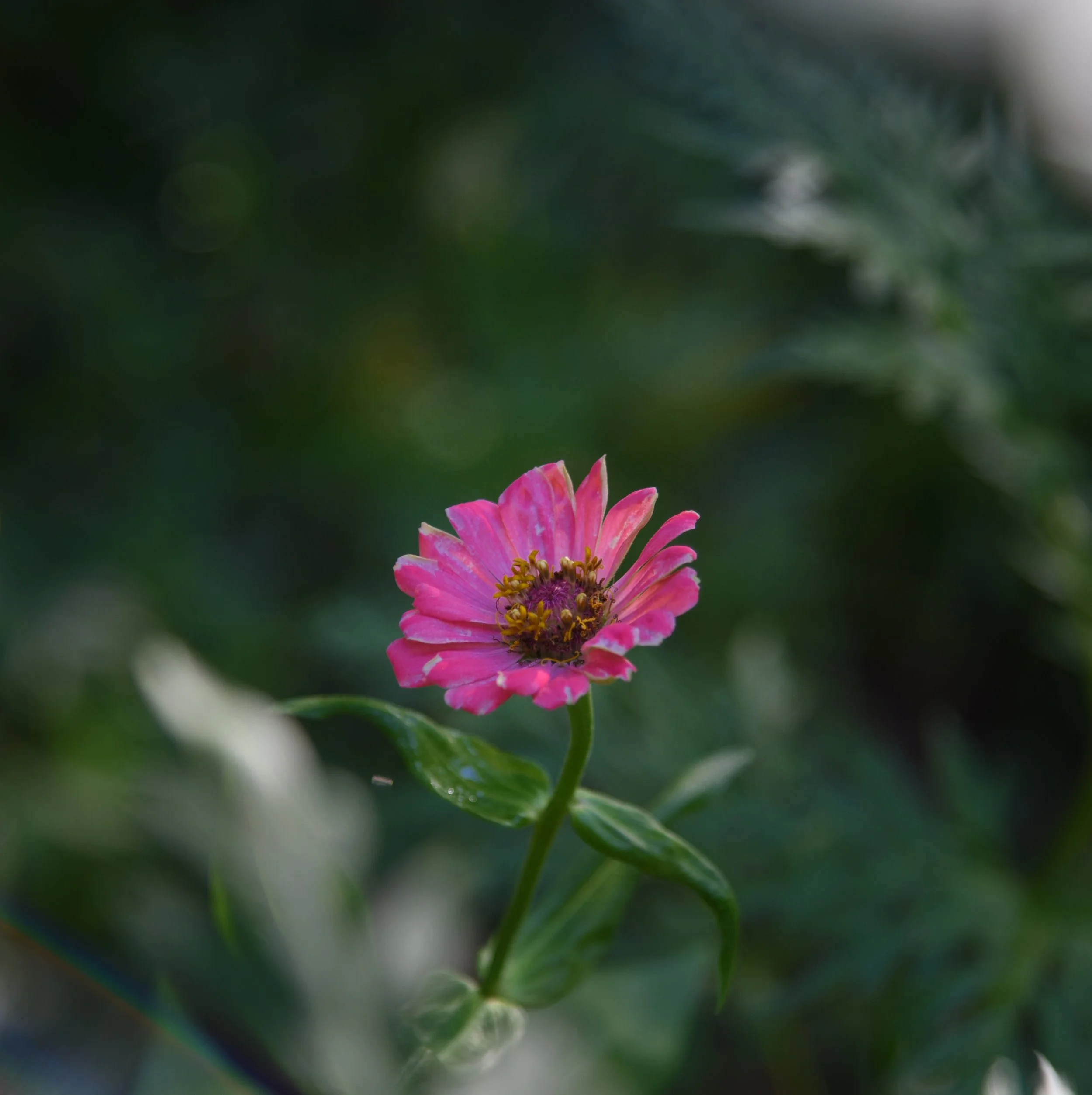 DSC_0596-01.jpeg