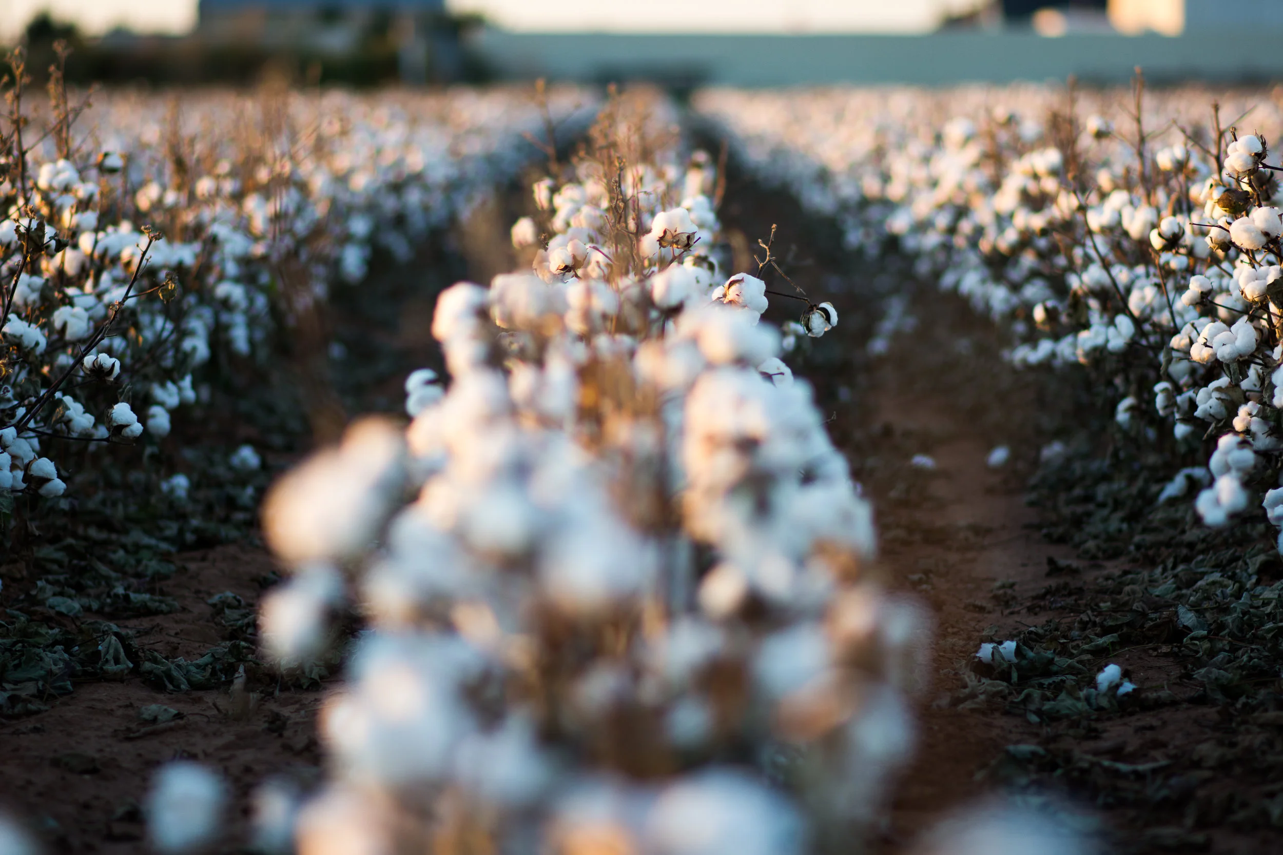 Cotton-36.jpg