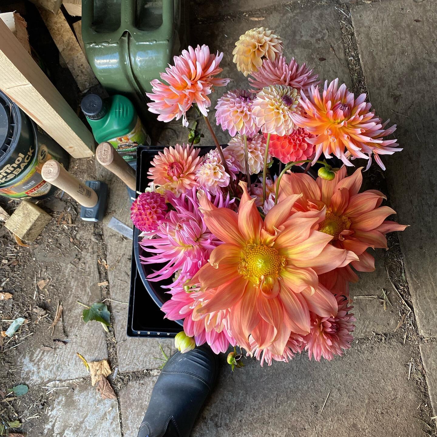 Portrait of a flower farmer via the detritus in the shed.

Flowers saved from the rain, pretty sure I did not order the crazy orange dahlias, I must look at the label and see what they are supposed to be.

Two weights of hammer, having broken my old 