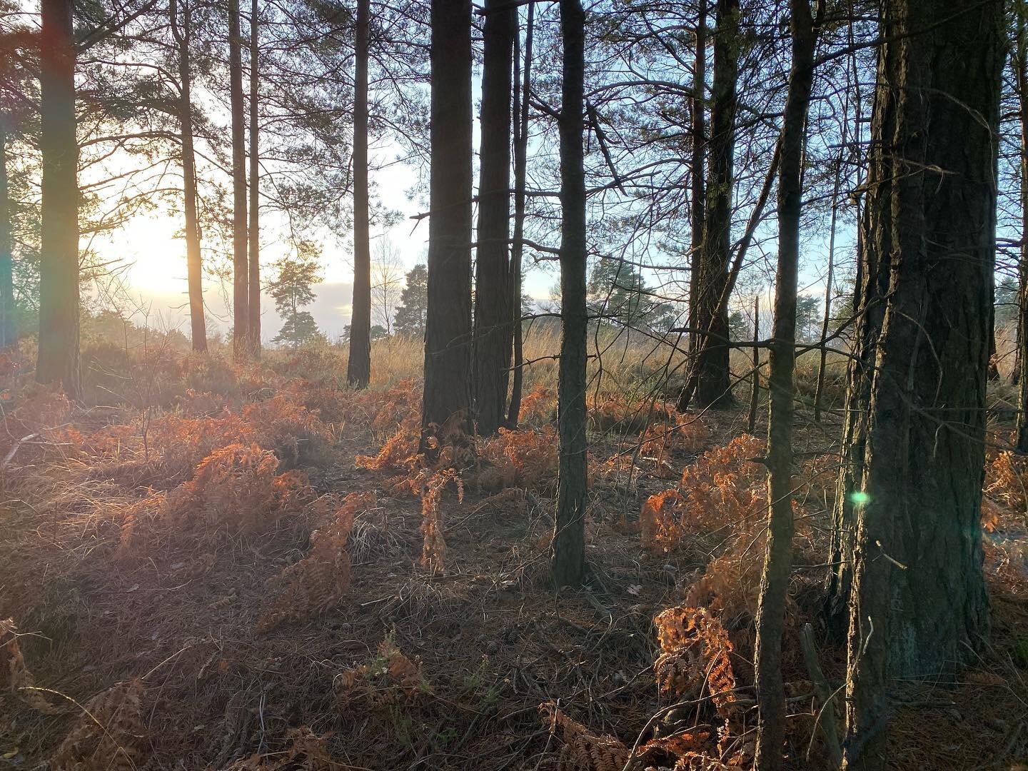 I really haven&rsquo;t been feeling very festive, it would appear what I needed was  to go lots of country walks, feeling like it&rsquo;s December rather than early November. #dorset #signsoftheseason #autumn