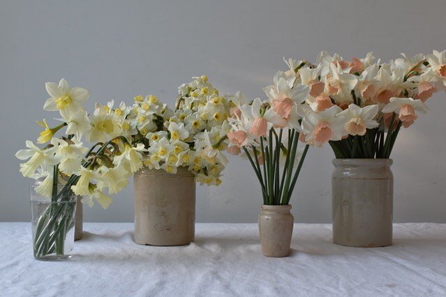 The flowers are here. We&rsquo;re beginning to take orders for E17 deliveries, DM me if you&rsquo;d like a bunch of locally grown flowers.

#walthamstow #e17 #london #flowers #inspiredbynature #slowflowers #grownnotflown #flowerfarmer #womenwhofarm