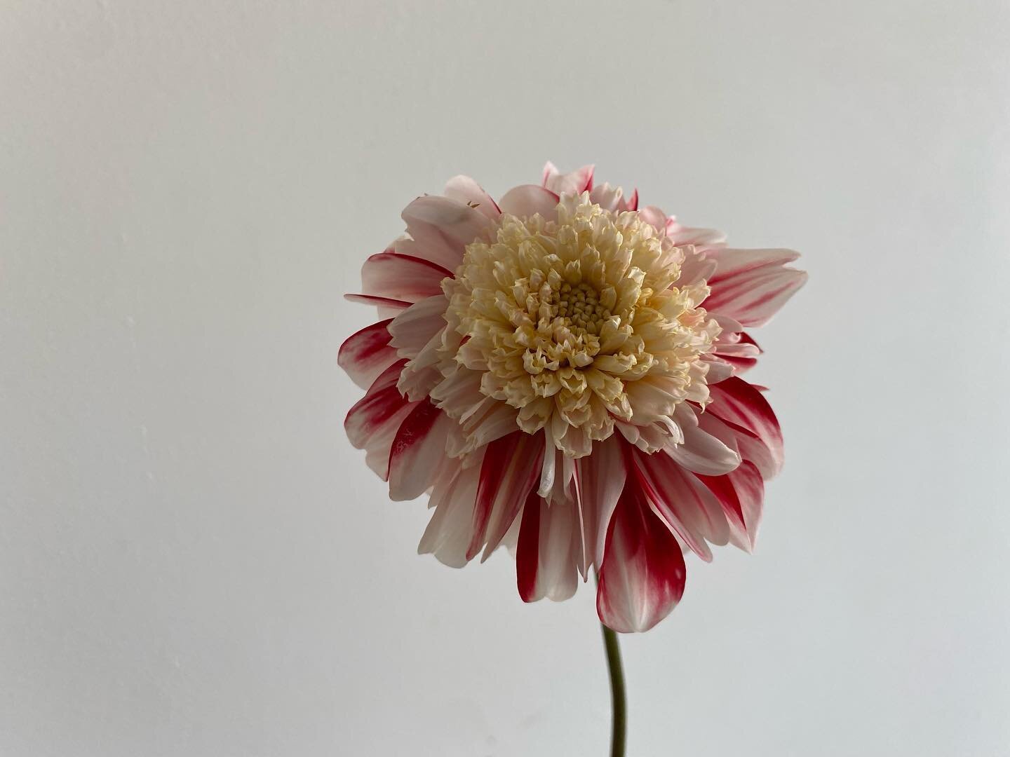 Every season I like to grow a few &lsquo;odd&rsquo; dahlias. Bon Odori no two flowers are ever the same.

#walthamstow #e17 #london #flowers #inspiredbynature #slowflowers #grownnotflown #flowerfarmer #womenwhofarm #sustainableflowers #dahlias