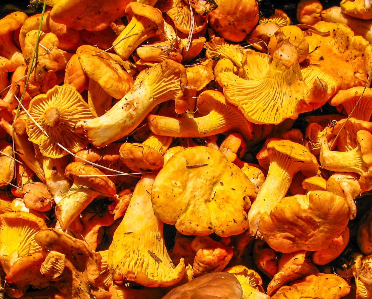 Shroom Hunting in Sweden