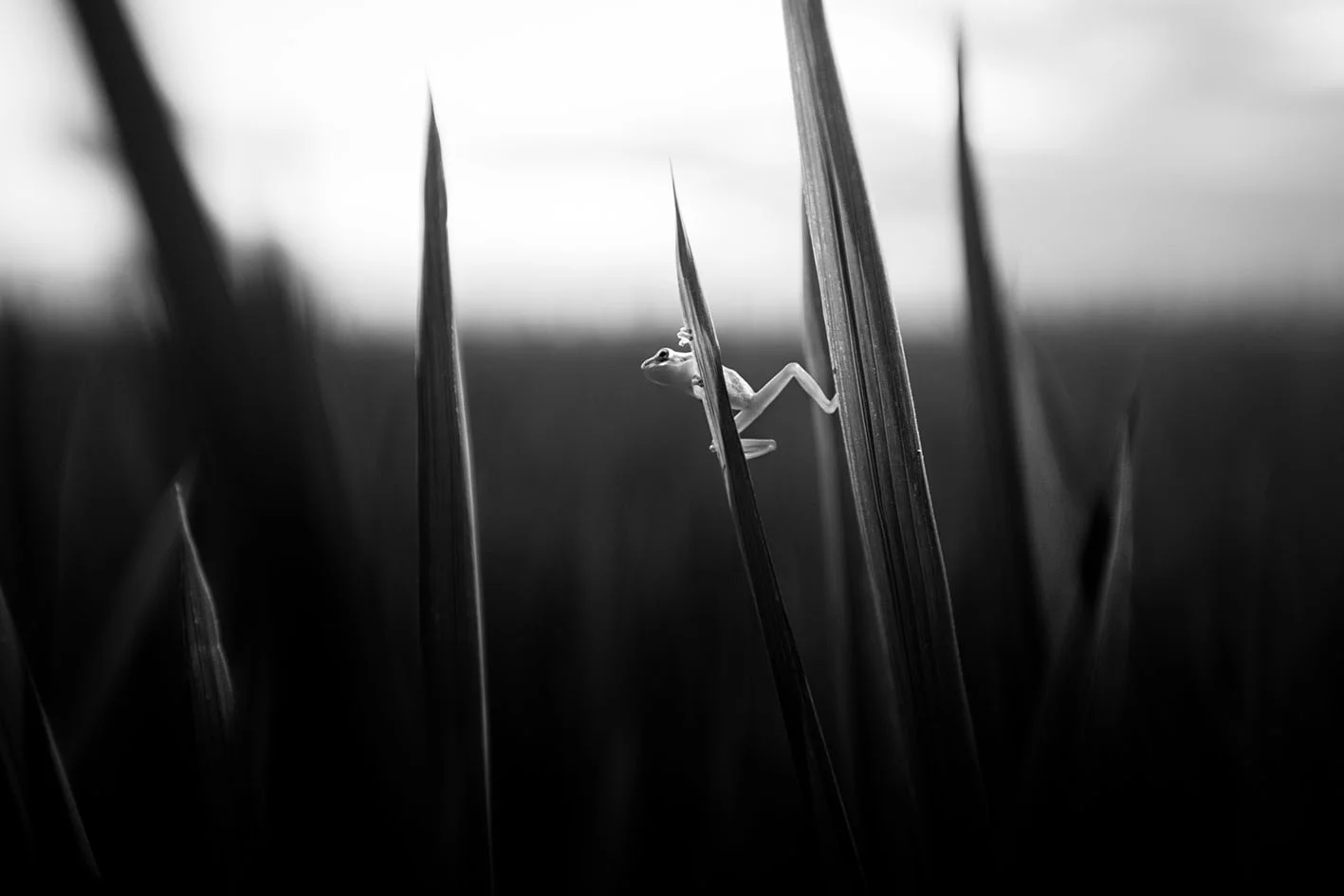 Granota15x10.jpg