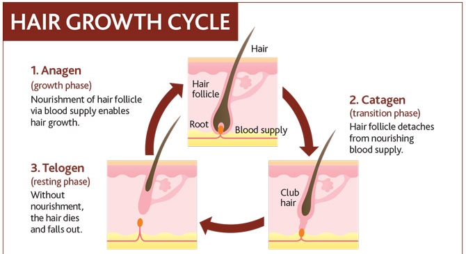 A discussion on Hair Growth and Diode Laser Hair Removal