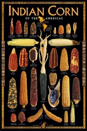 CornHiRes.jpg