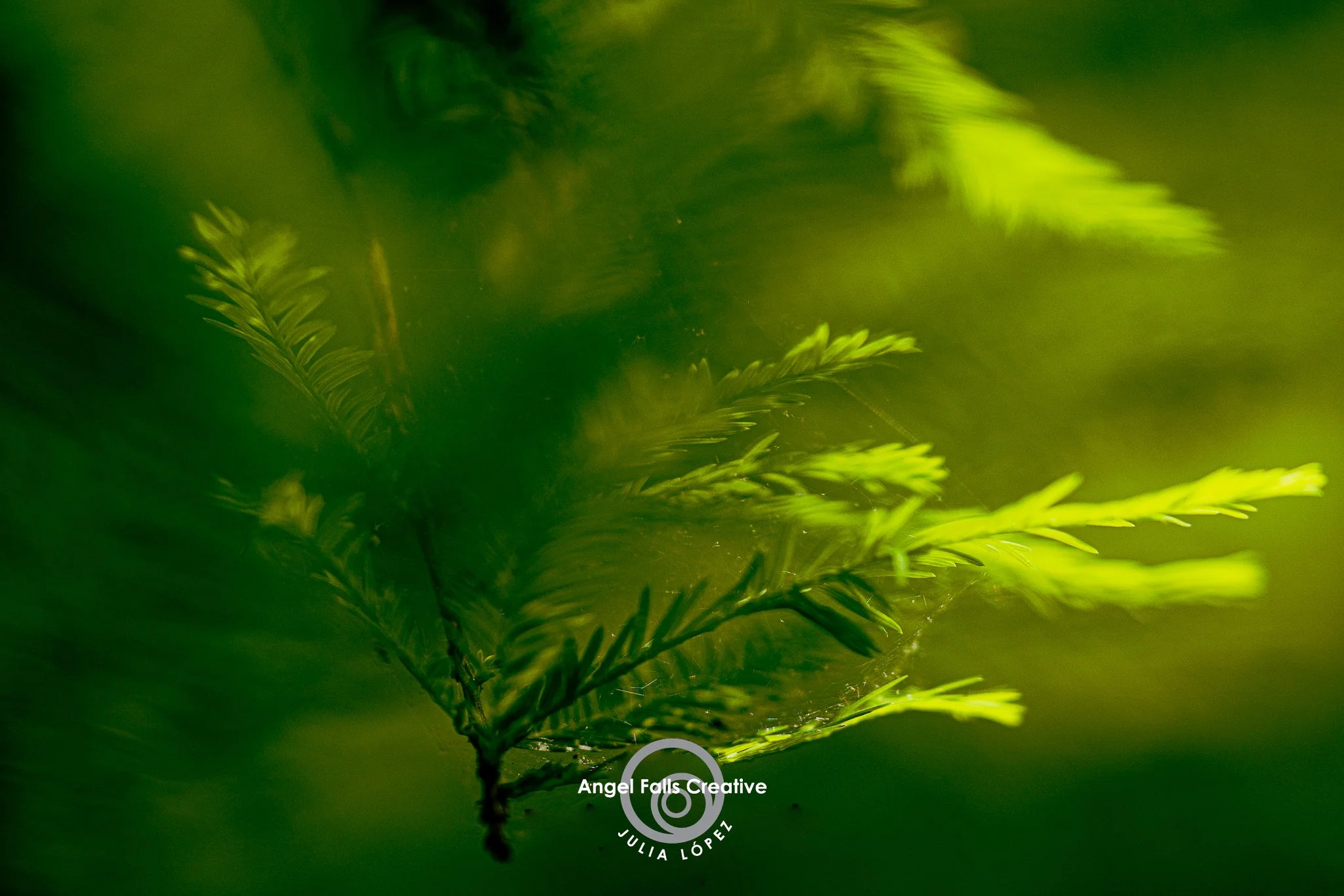 Green Abyss