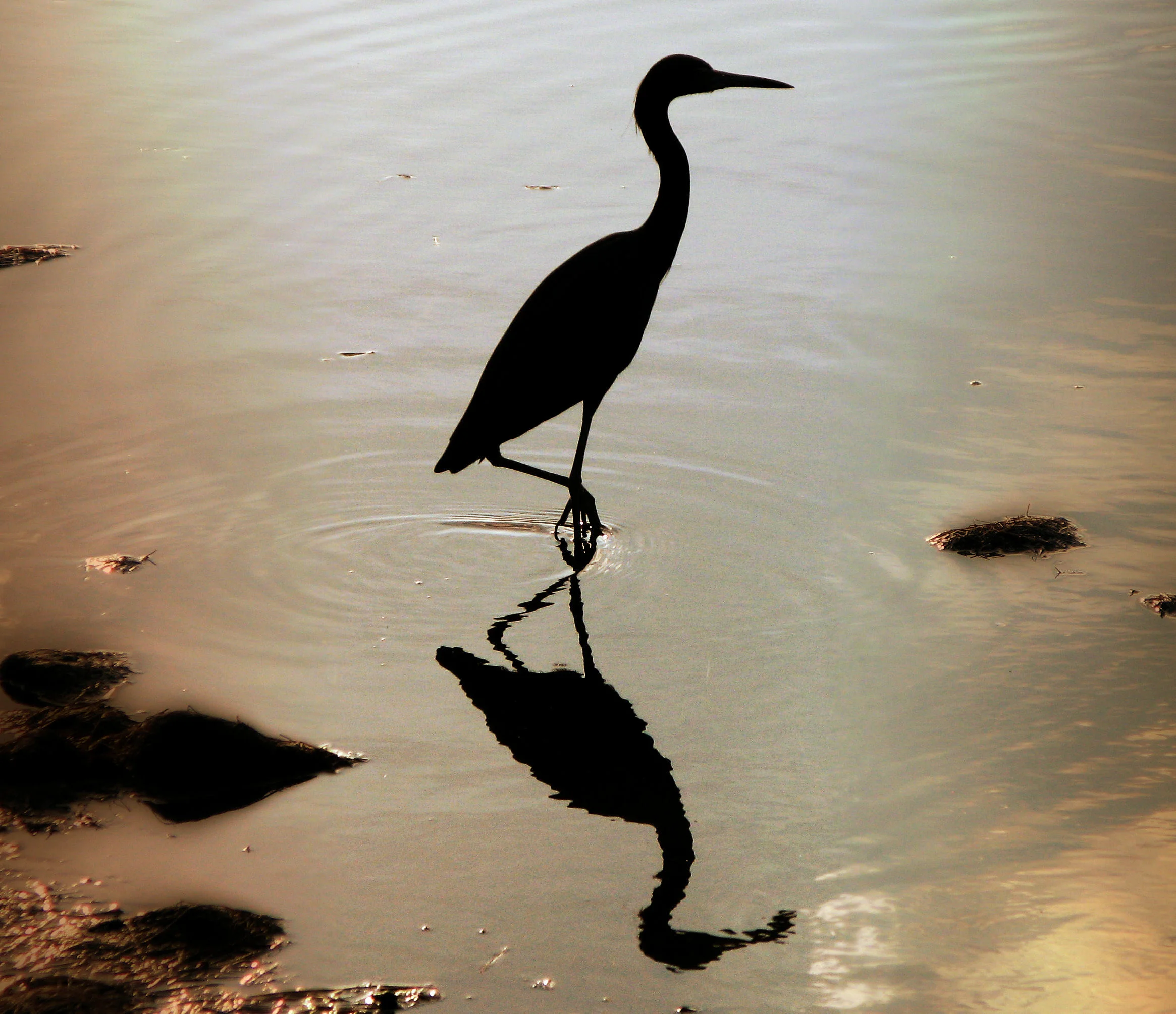 bird-in-water.png