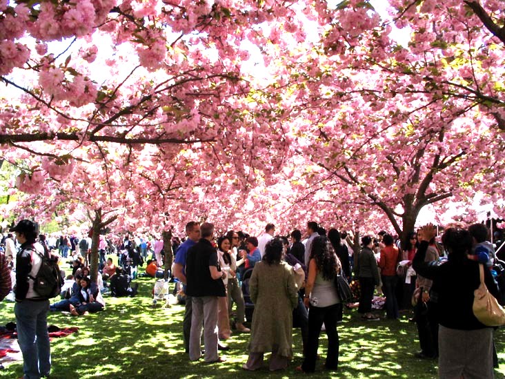 http://www.filipinosofny.com/2013/04/cherry-blossom-festival-sakura-matsuri.html