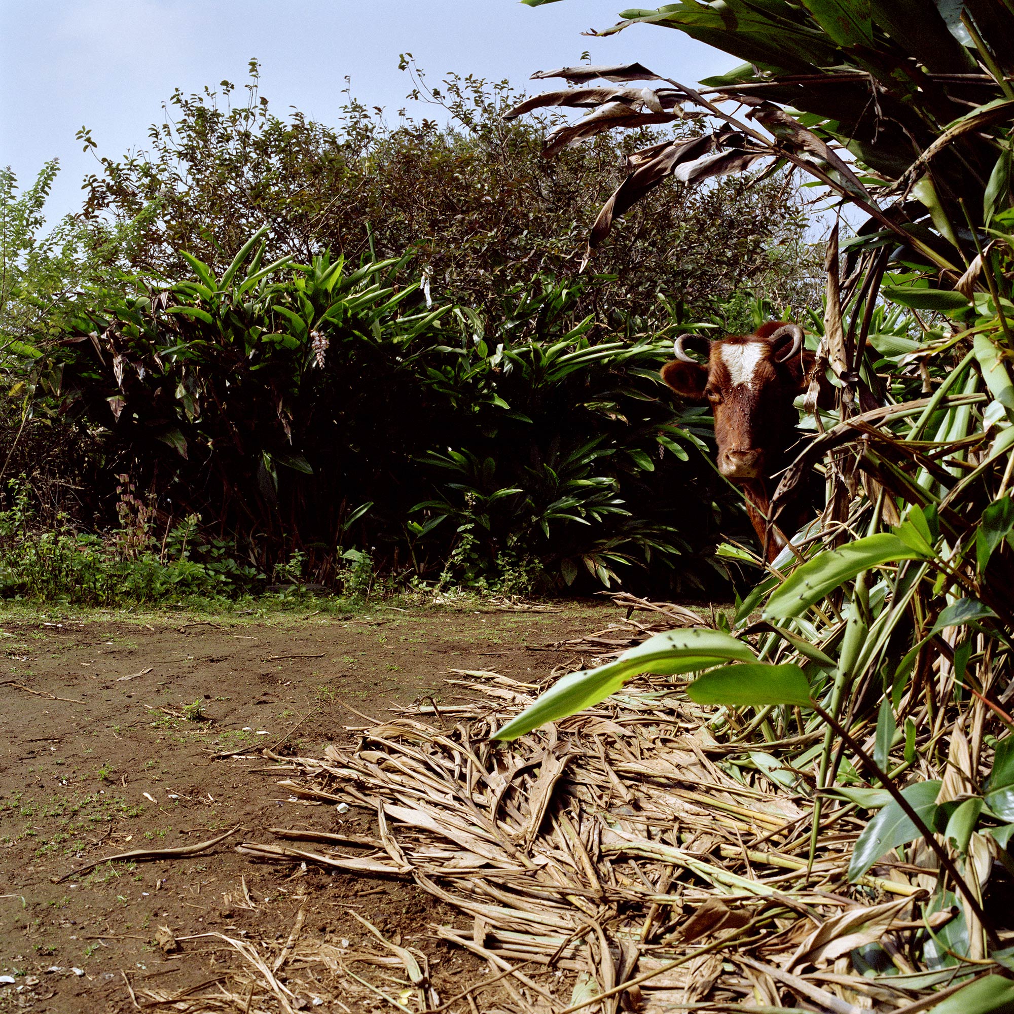 The last photo of the last cow of Ascension Island , from the Empire collection.