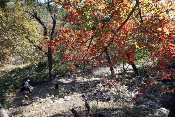 Fall Plant Walk