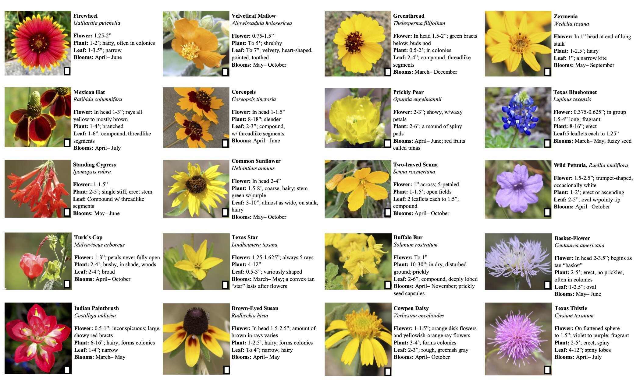 2021 Wildflower Guide — Friends Of Government Canyon