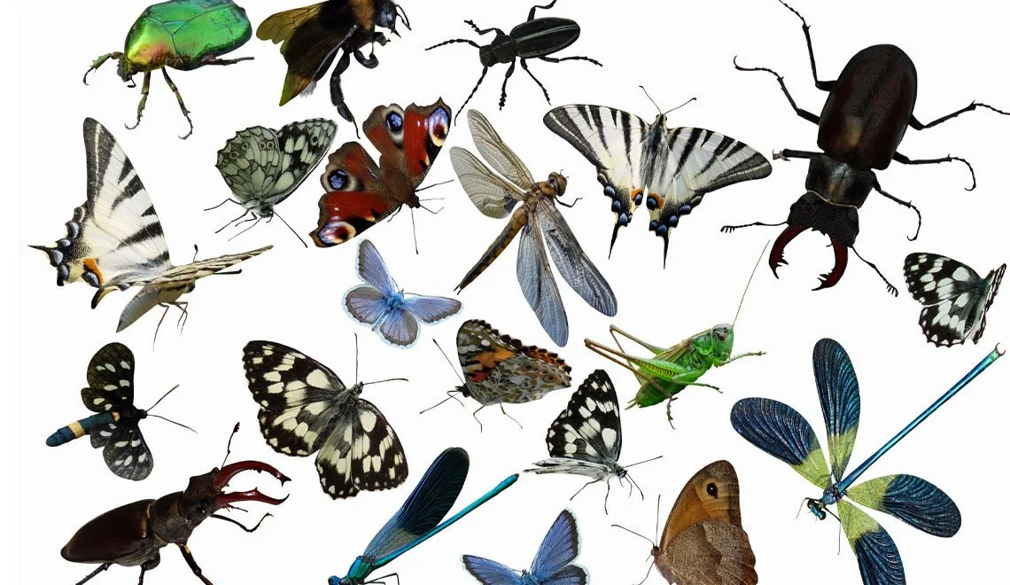 Insectigation Hike