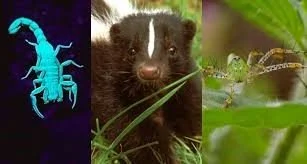 Wildlife Trick or Treat