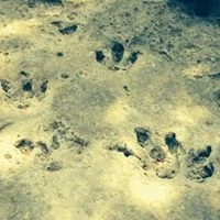 Explore the Canyon -- Trek to the Dinosaur Tracks 