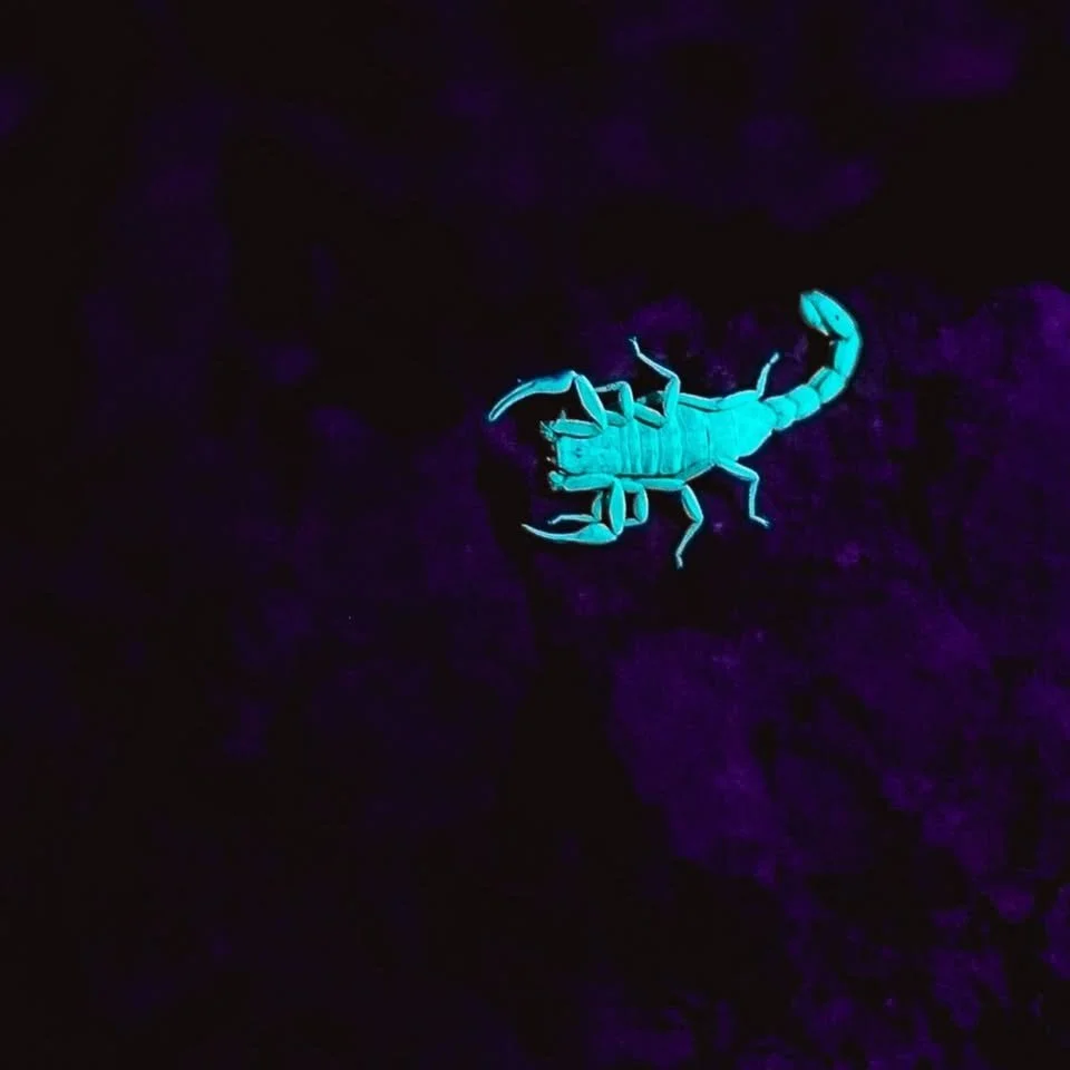 Night Crawlers