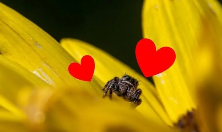 Reading Ranger: Chilling with Spiders