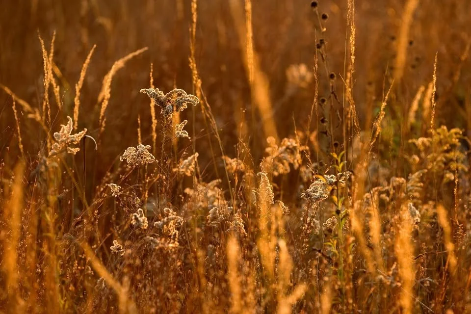 Prairie in Your Pocket
