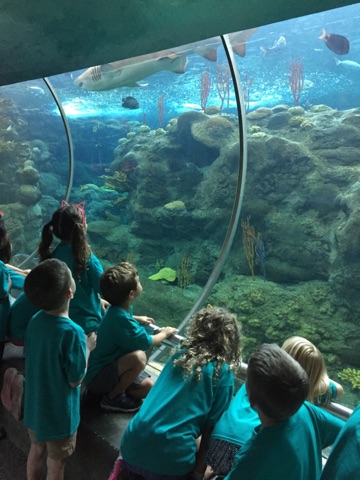 Great Ex campers take in the sights under the sea at the Florida Aquarium.