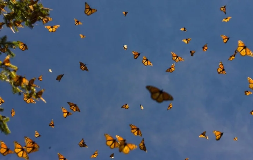 butterflies-crop.jpg