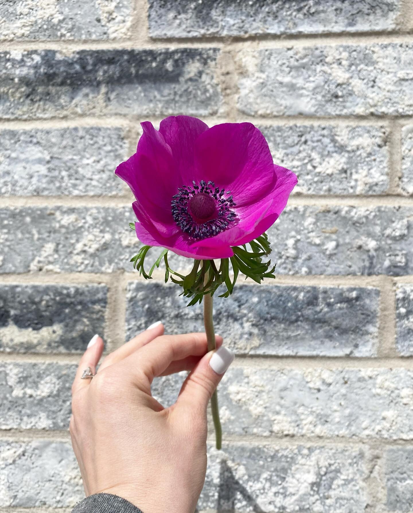 First anemone bloom of the year, and it has my heart feeling all the spring garden excitement. 🥰🌱 My mom @tleland77  donated some anemone corms from her garden in Missouri so I could try growing them here in Texas! I pre sprouted these little plant