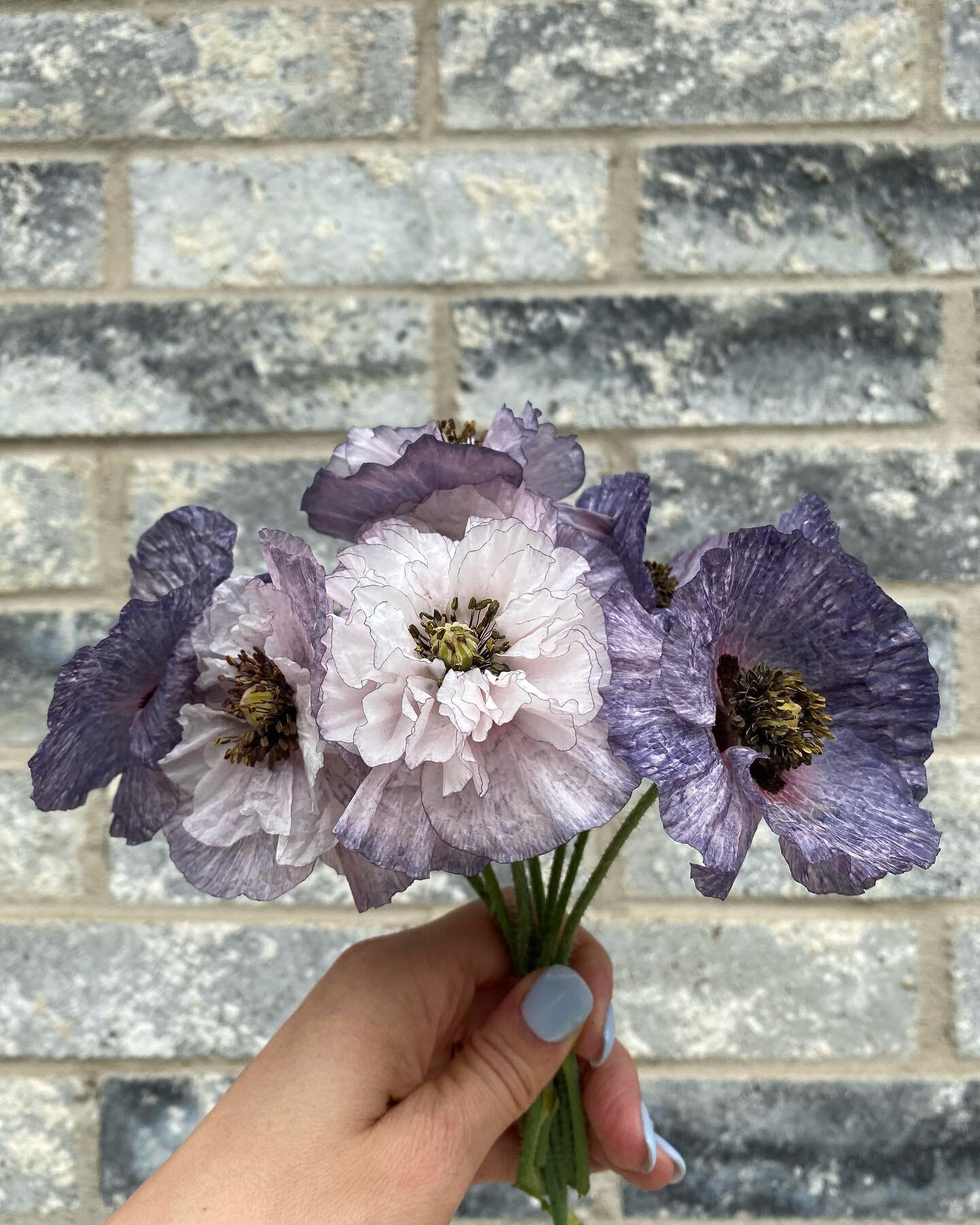 Poppy season! Variety - &ldquo;Amazing Grey&rdquo;, started from seed from @floretflower 🥰🥰