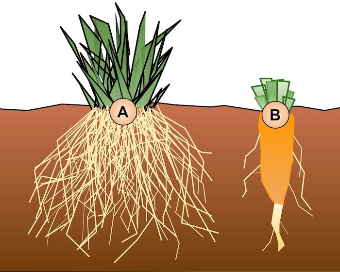1200px-Root_Systems.svg.jpeg