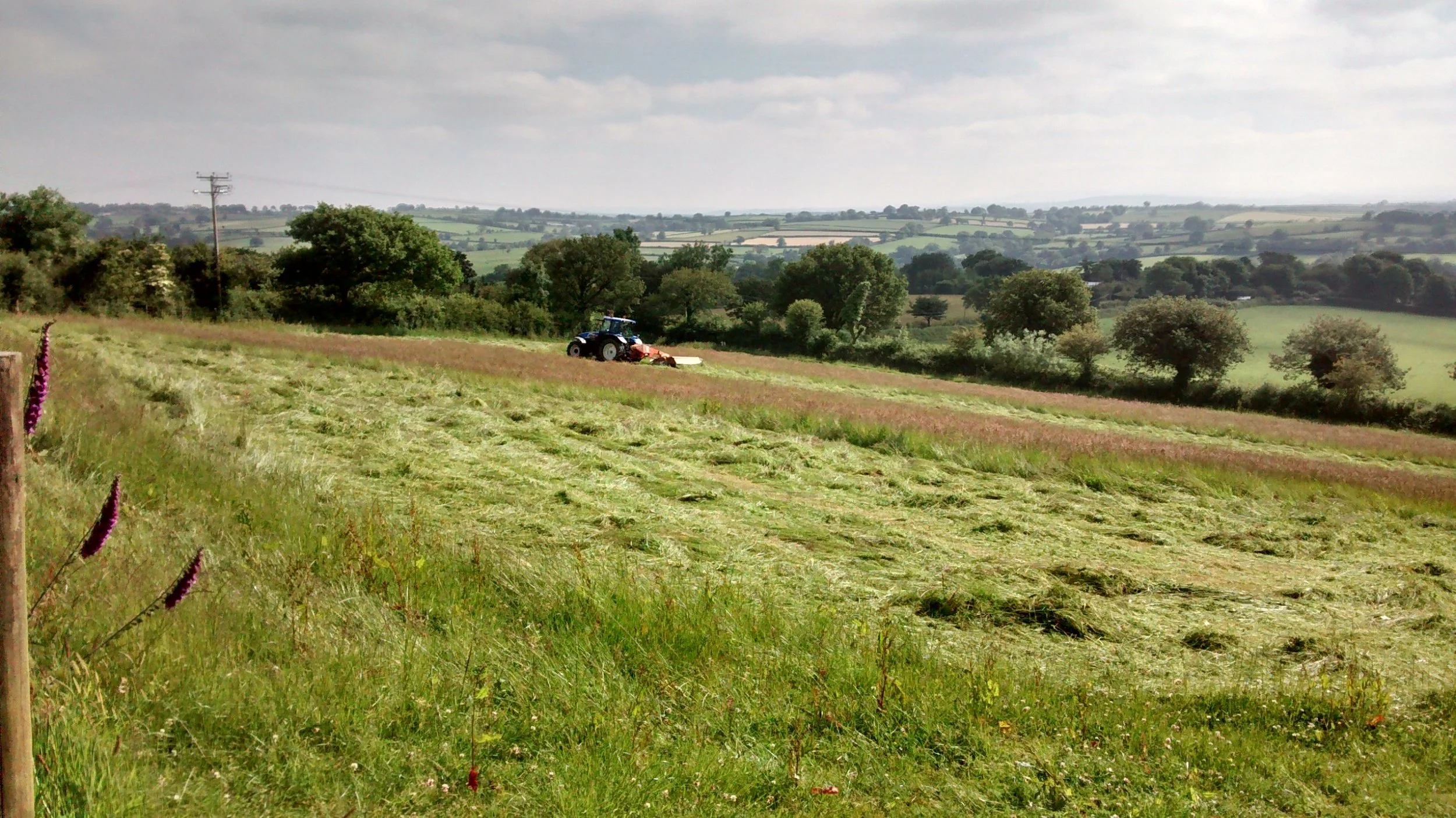 Mowing Grass for Silage