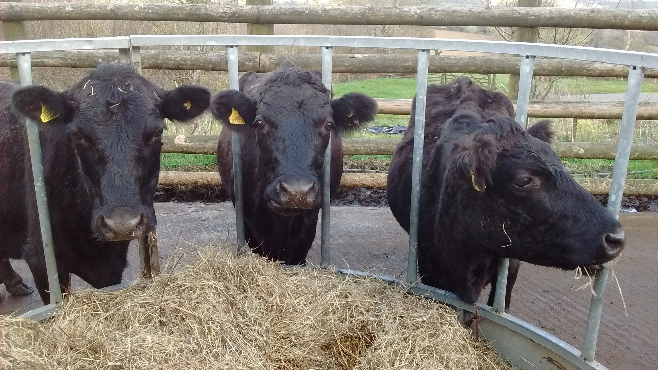 Feeding Cows in Winter