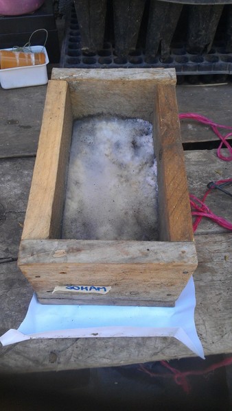 cooked rice was loosely buried in the soil for several days