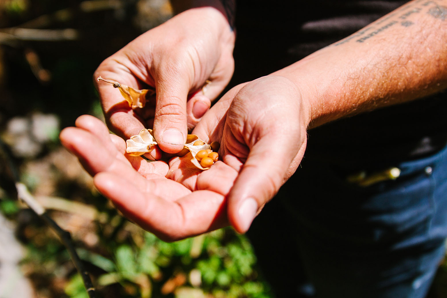 csa-seed-permaculture-organic-farmer