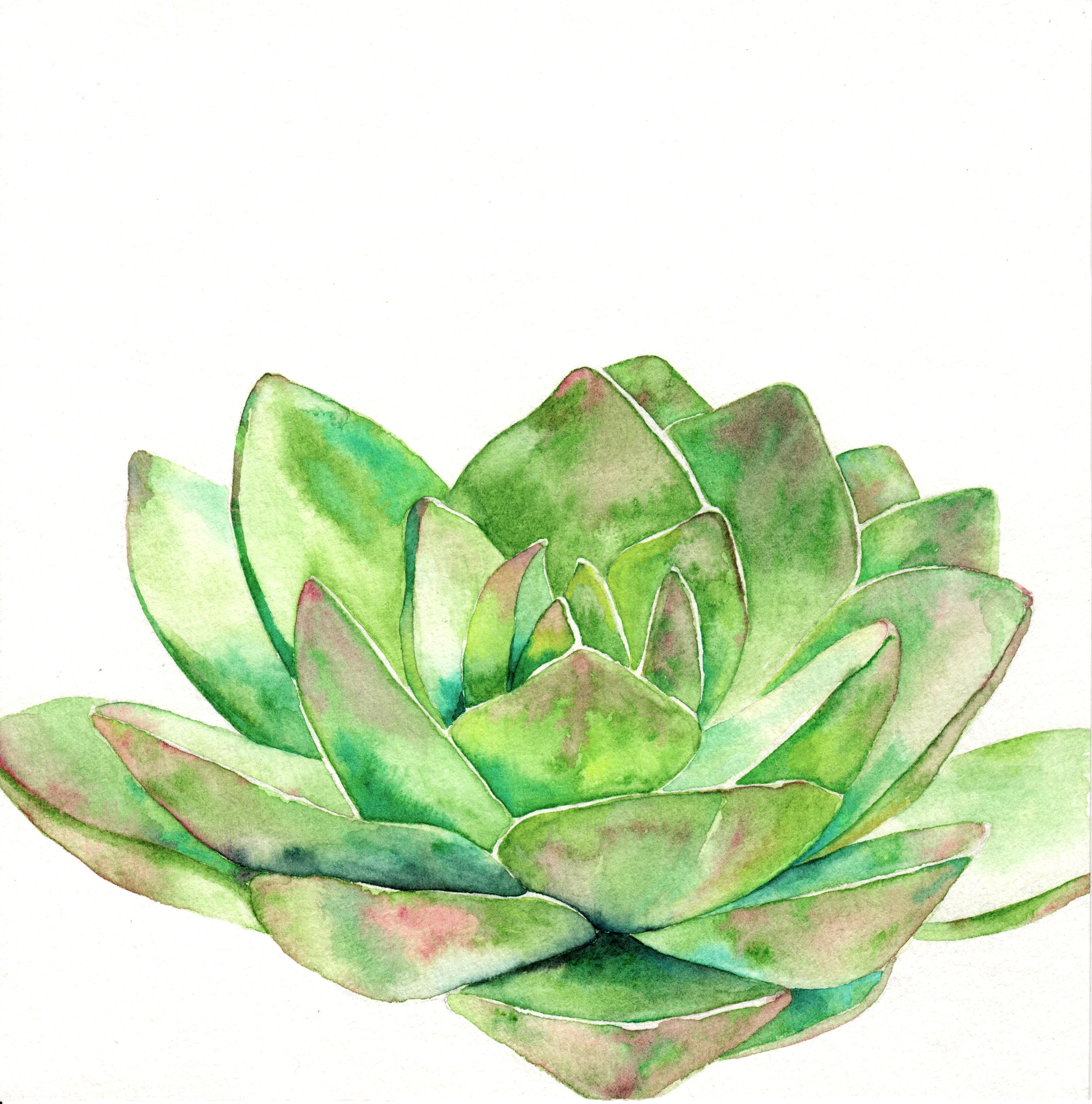 Succulent 8x8.jpeg
