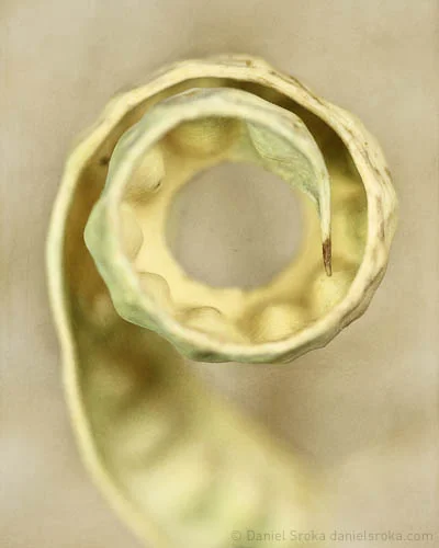 Can Seed Cycling Balance My Hormones? 