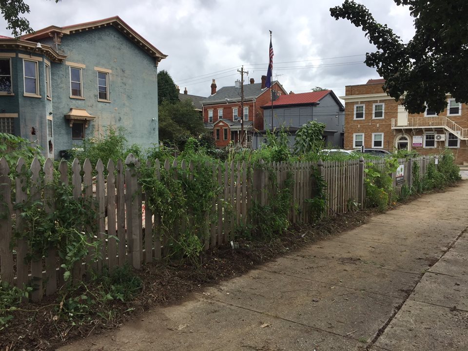 susan gardens 3.jpg