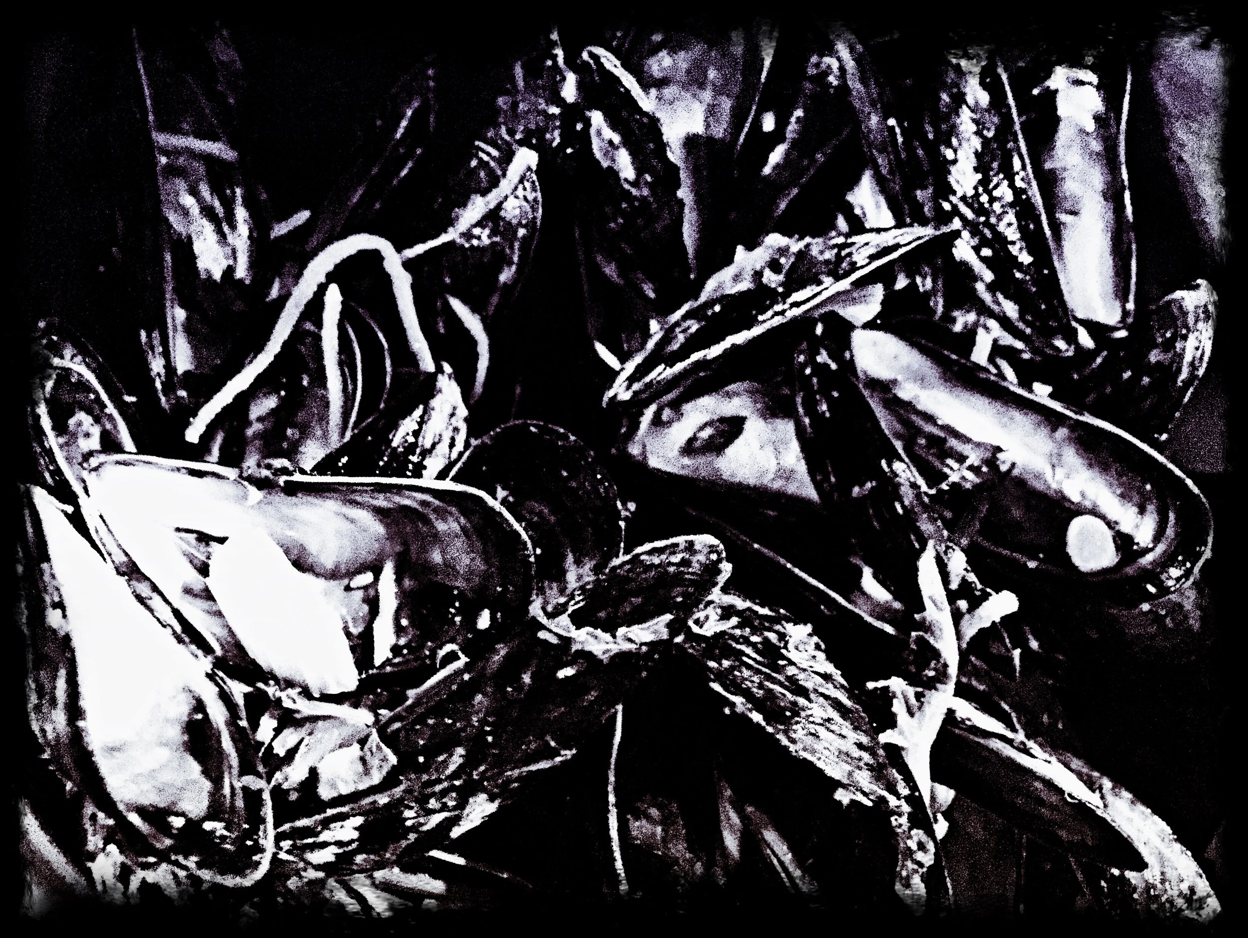 moules 101017.JPG