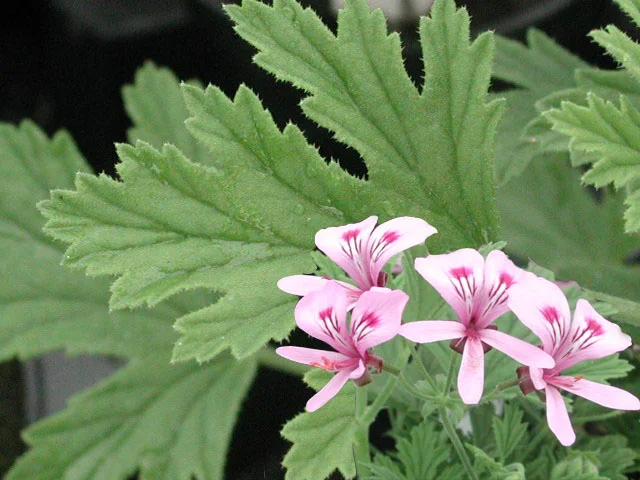 Citronella copy.jpg