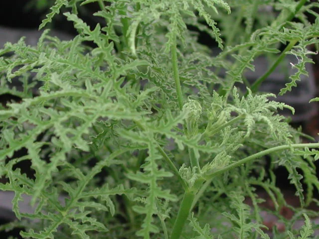Filicifolium.jpg