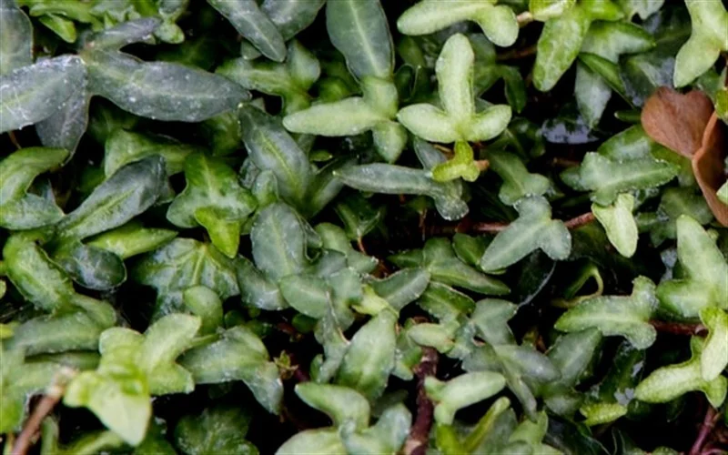 8170-Spetchley-Ivy.jpg