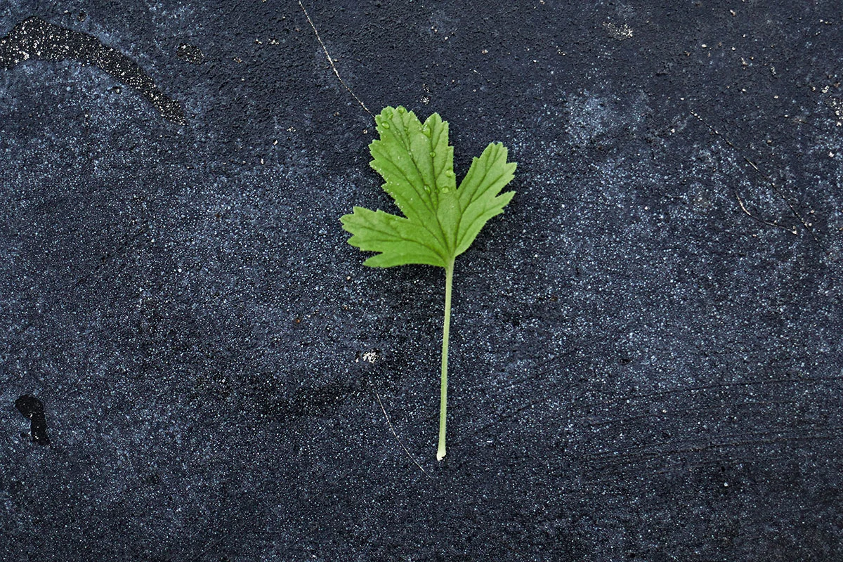 Citronella copy.jpg