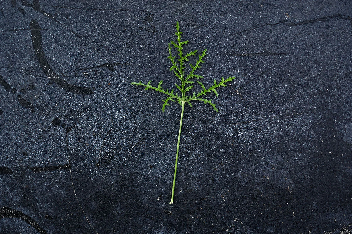 Filicifolium.jpg