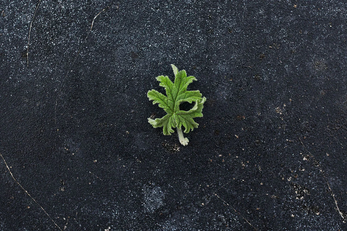 Graveolens Bontrosai.jpg