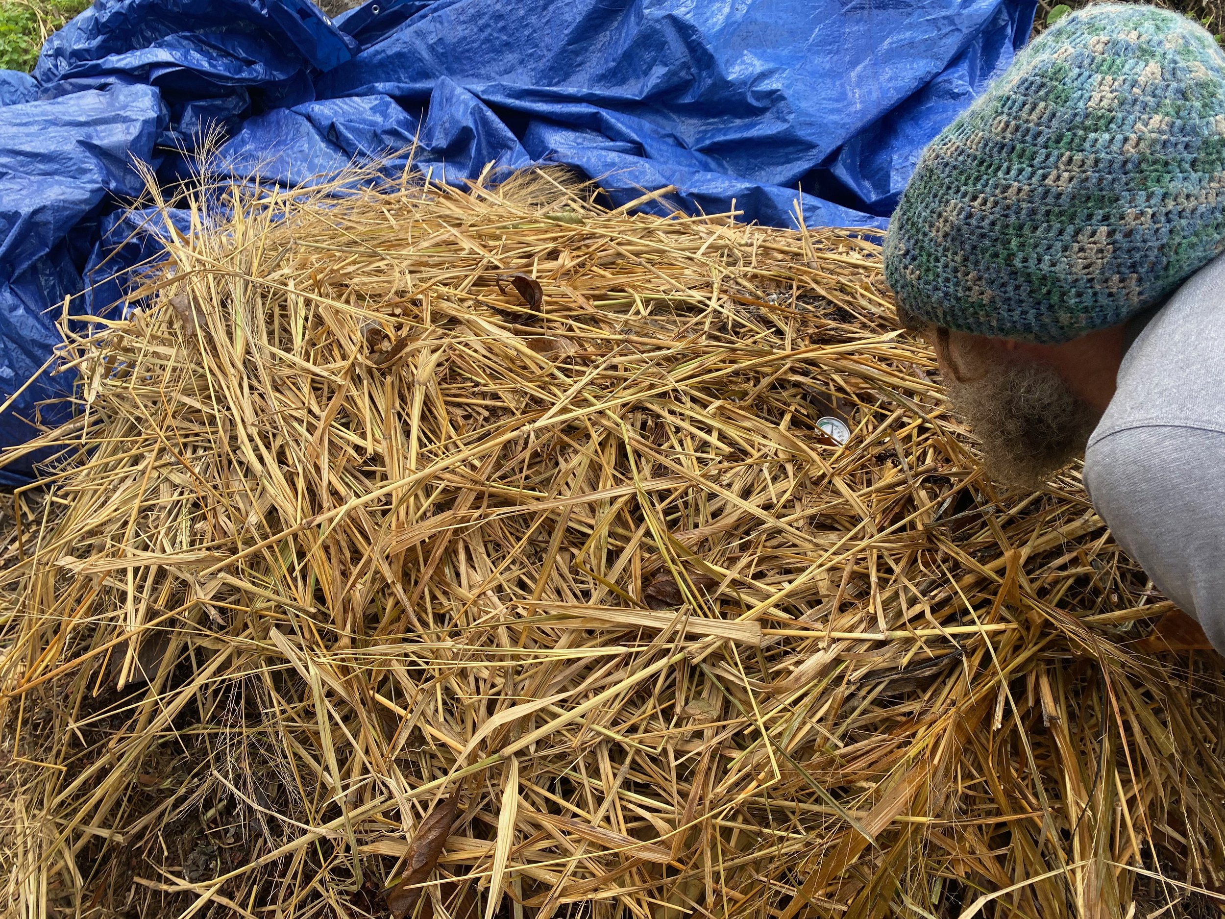 Checking the internal temperature of the compost pile. 