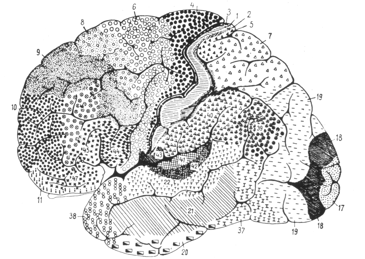 Broadmann areas - Cortical maps made almost 100 years ago but still largely relevant and used today.