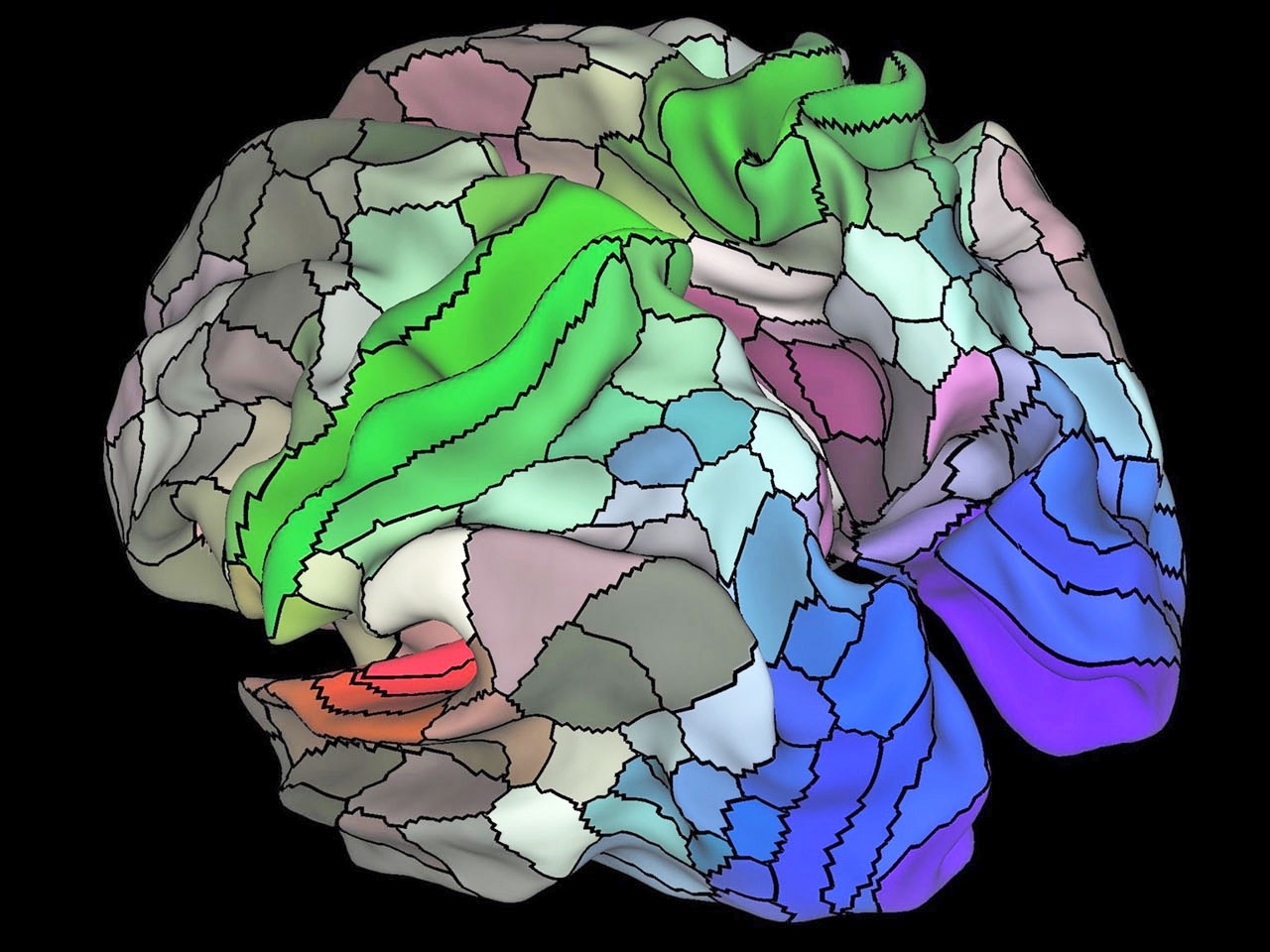 Functional brain areas mapped in the connectome project via Washington University in St. Louis