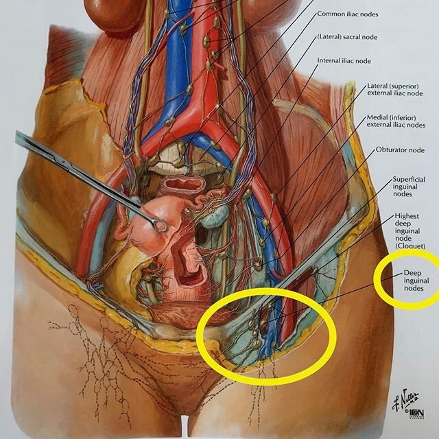 💆🏽&zwj;♀️ Lymph drainage self massage 💆🏽&zwj;♀️
.
Y&rsquo;all! The lymphatic system is a vital part of our immune system! The lymph is circulated by muscles pumping it, otherwise it&rsquo;s stagnant. As you can see by the anatomy, the lymph vesse