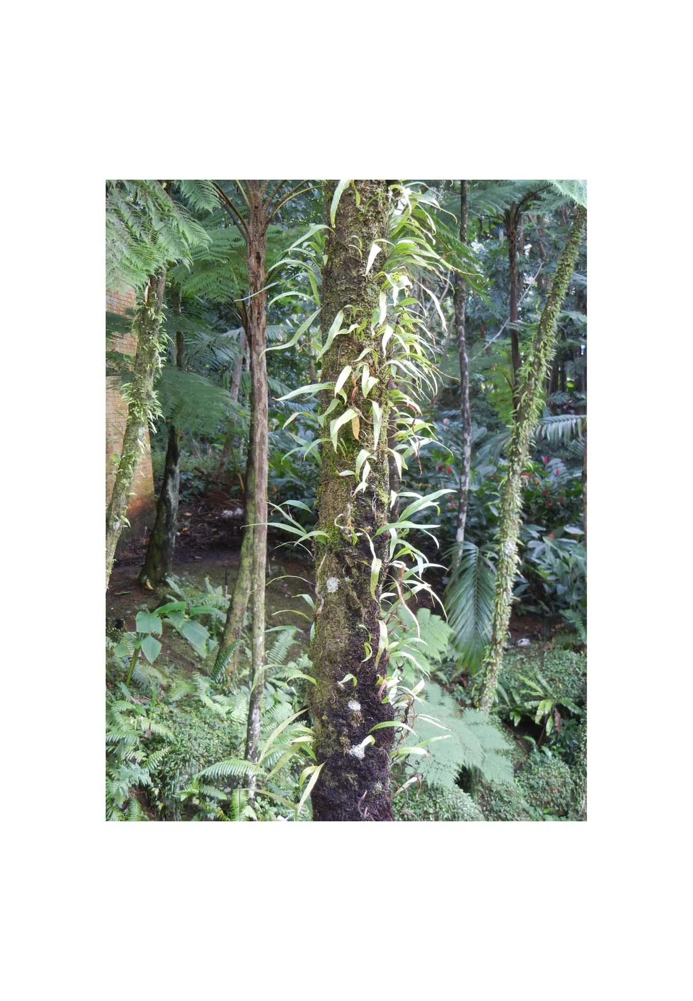 RainForest.jpg