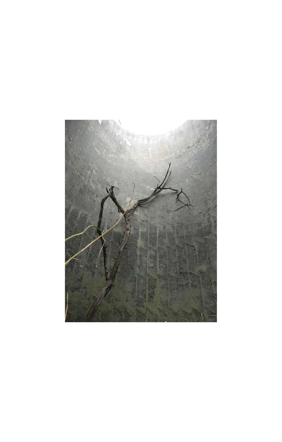 Tree in Silo.jpg